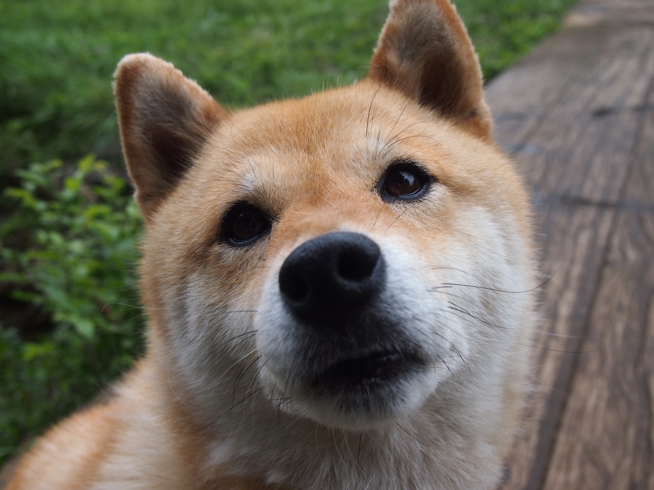 中国乒乓球队在巴黎奥运会中包，中国乒乓球队在奥运会上获得的荣誉